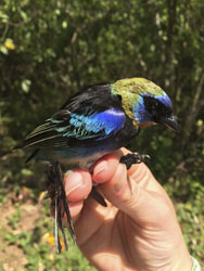 Photo: bird in hand, photo courtesy of Nicole Guido