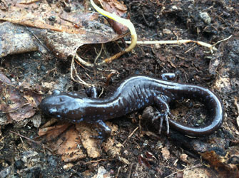 Photo: lizard, photo courtesy of Nicole Guido