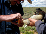 taking a blood sample from a prairie dog. Image courtesy of Garrett Hess