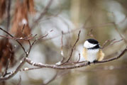 Photo: Black Capped Chickadee in the Adirondack Mountains. © Ashley Goncalves