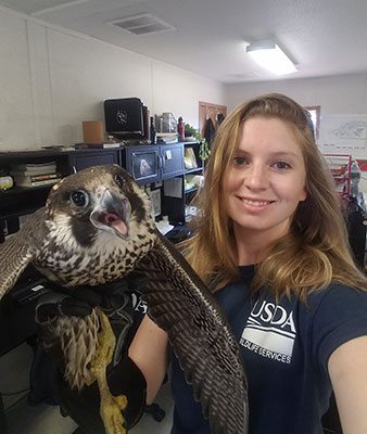 Photo: Tess Bender holding a peregrine