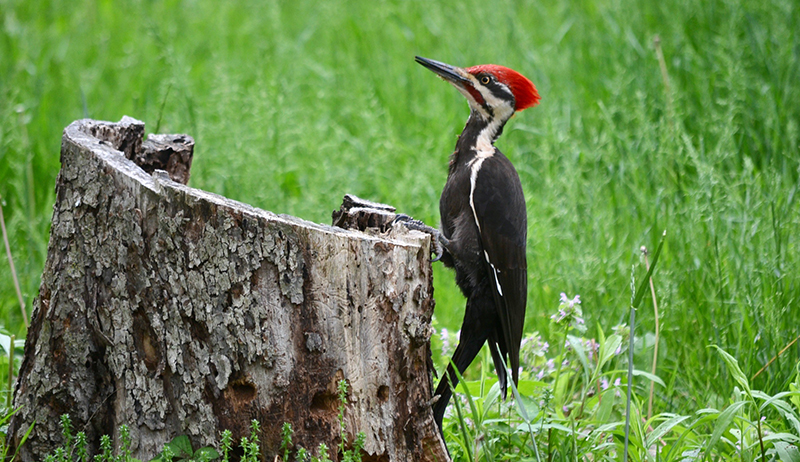 Wood Pecker